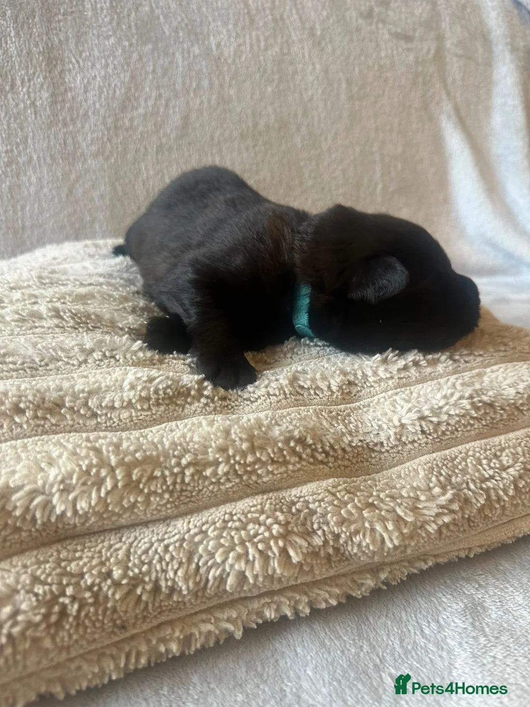 German Shepherd dogs for sale: 11 beautiful German shepherd puppies  in Ipswich - Advert 15