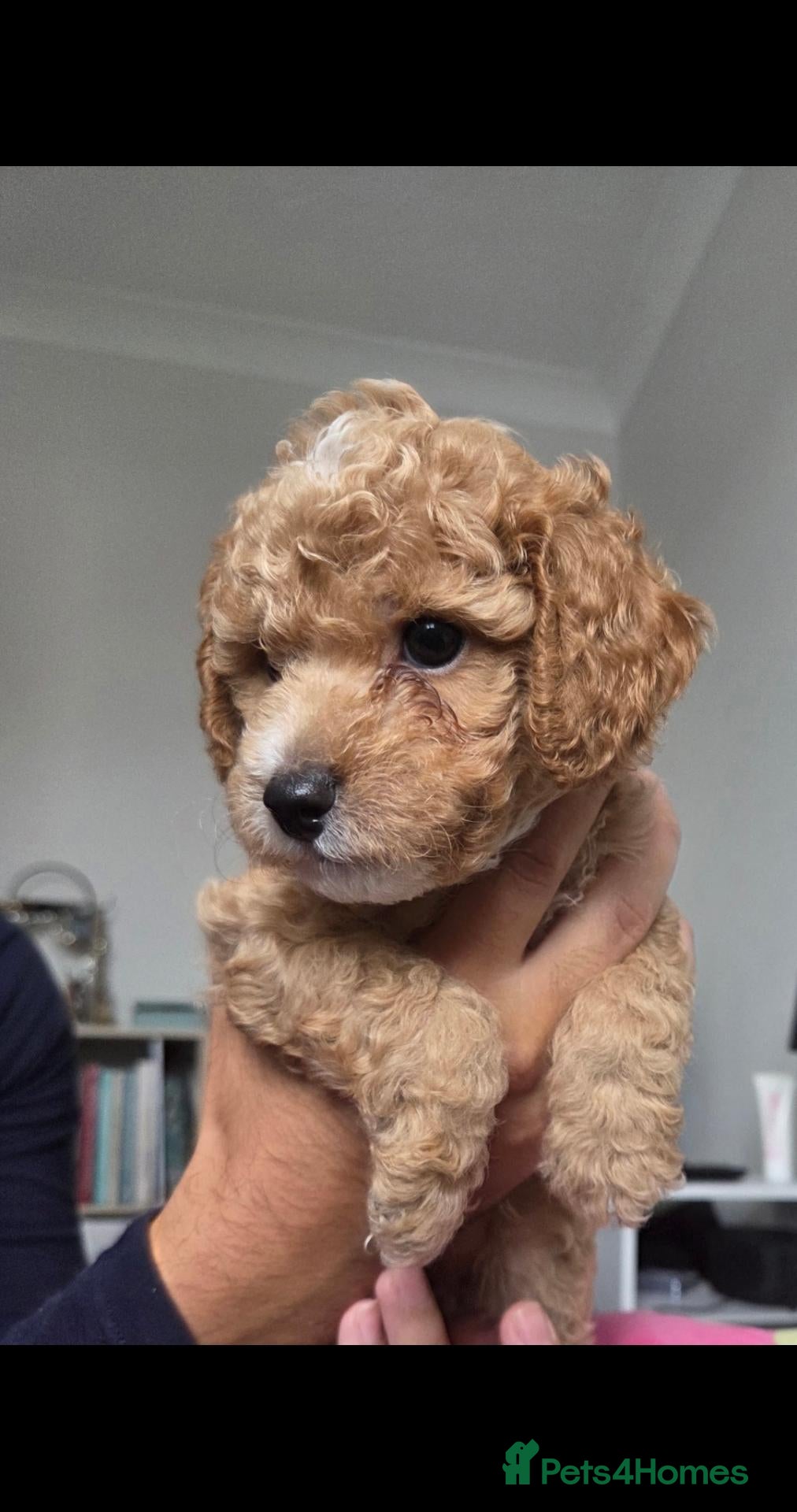 Cavapoochon dogs for sale: ONLY 2 LEFT - CAVAPOOCHON LITTER - Advert 20