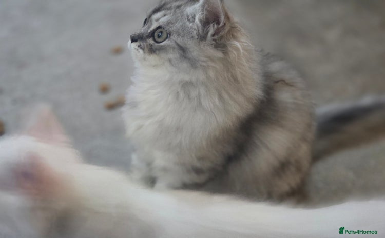 Persian cats - Advert 1