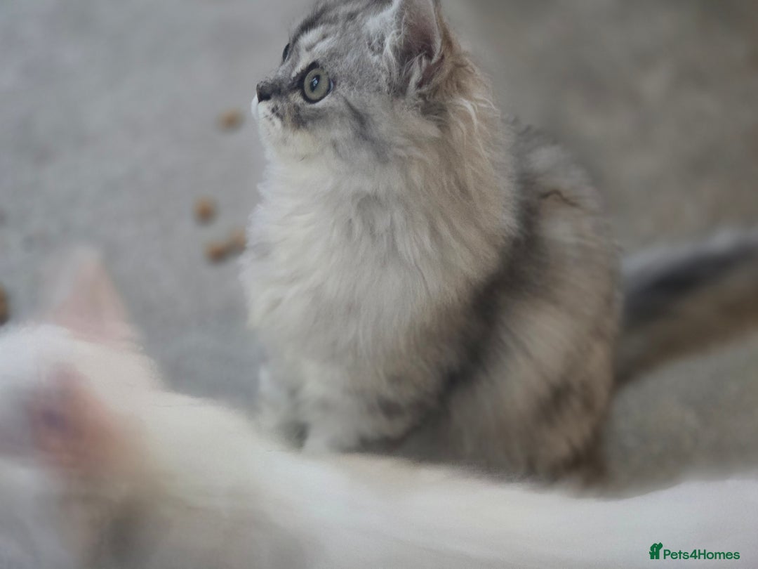 Persian cats for sale: silver chinchilla persian male - Image 1