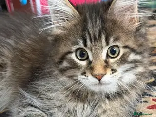 Maine Coon cats Maine coon kitten - Advert 5