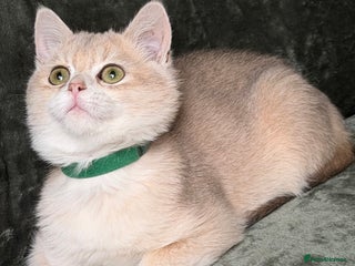 British Shorthair cats - Advert 31