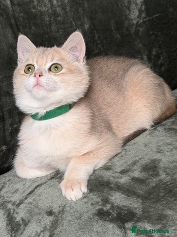 British Shorthair cats - Advert 2