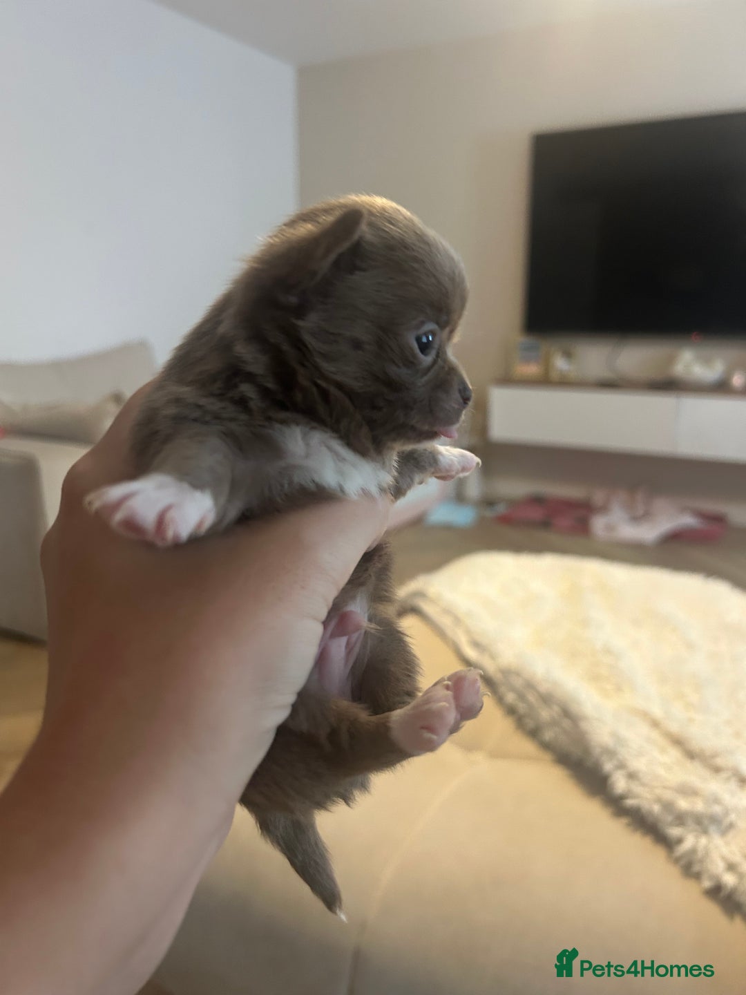Chihuahua dogs for sale: ❤️stunning chihuahua pups❤️ - Image 9