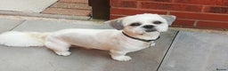 Shih Tzu dogs for stud: Male Full Shih Tzu in Nuneaton - Advert 6