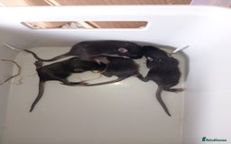 Mouse rodents for sale: Male and female fancy mice for sale  - Image 2
