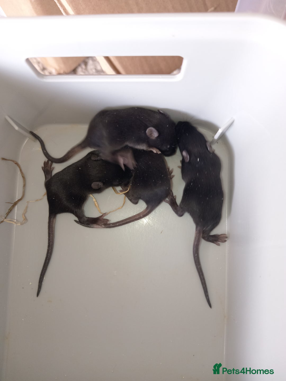 Mouse rodents for sale: Male and female fancy mice for sale  - Image 2