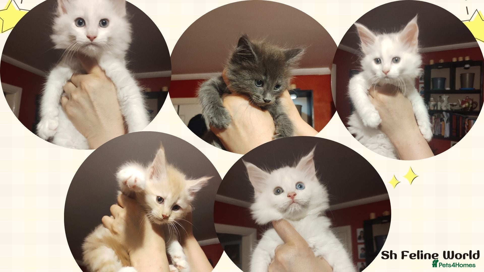 Maine Coon cats Maine Coon Kittens in Manchester - Advert 1