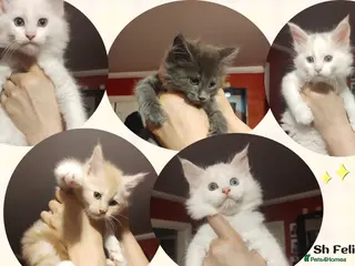 Maine Coon cats Maine Coon Kittens in Manchester - Advert 1