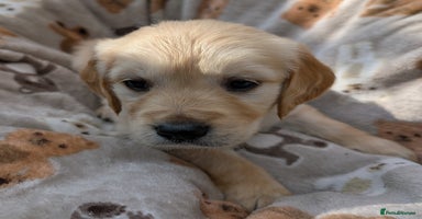 Golden Retriever dogs - Advert 7