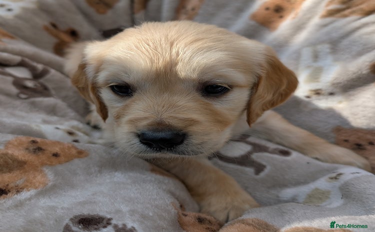 Golden Retriever dogs - Advert 2