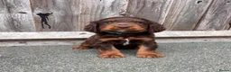 Cocker Spaniel dogs for sale: 9 Gorgeous Working Cocker Spaniel Pups 7 weeks old - Advert 6