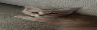 Maine Coon 3