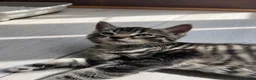 Mixed Breed cats for sale: kitten for sale  in London - Advert 1