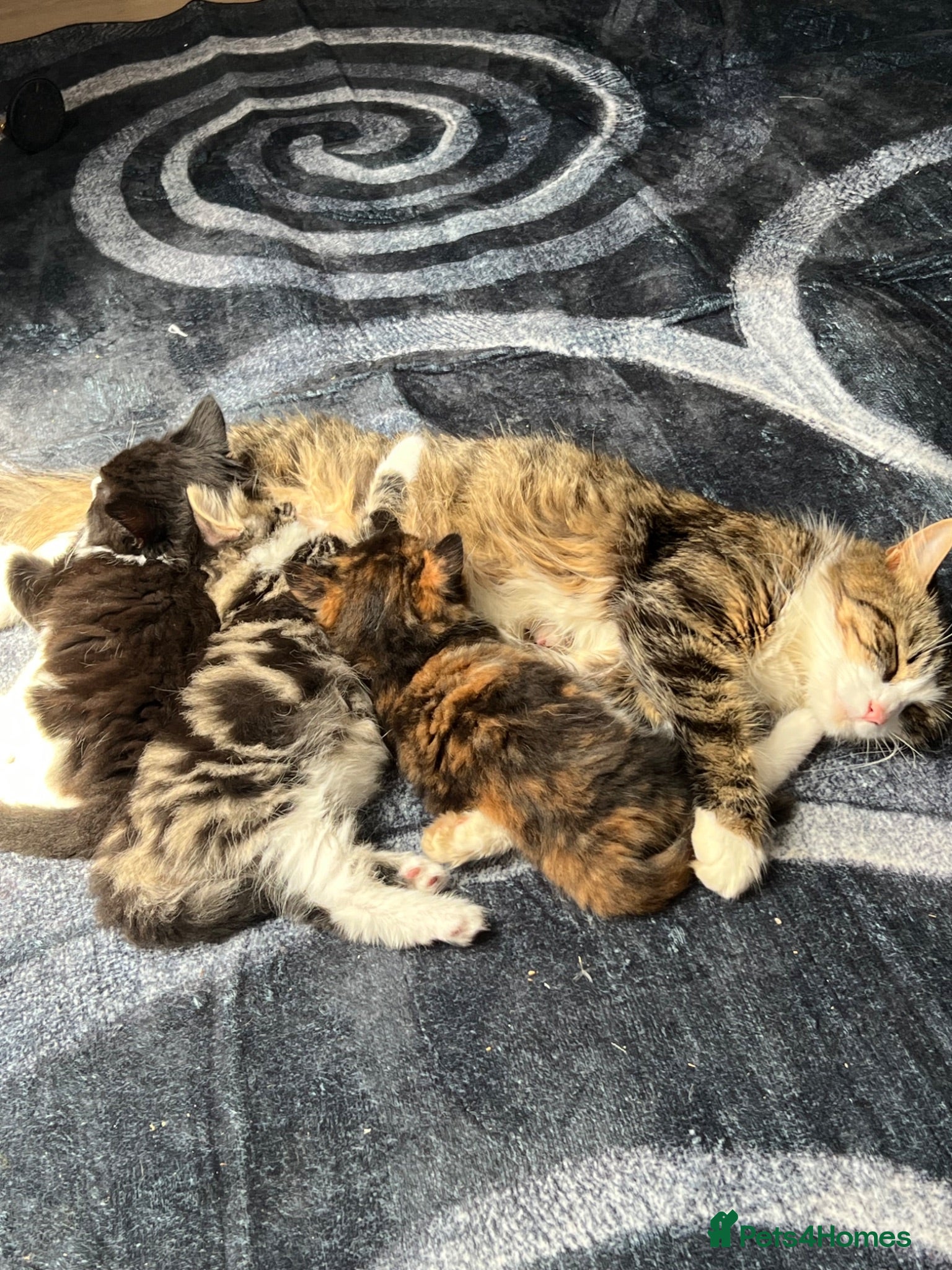 Mixed Breed cats Kitty for sale  - Advert 1