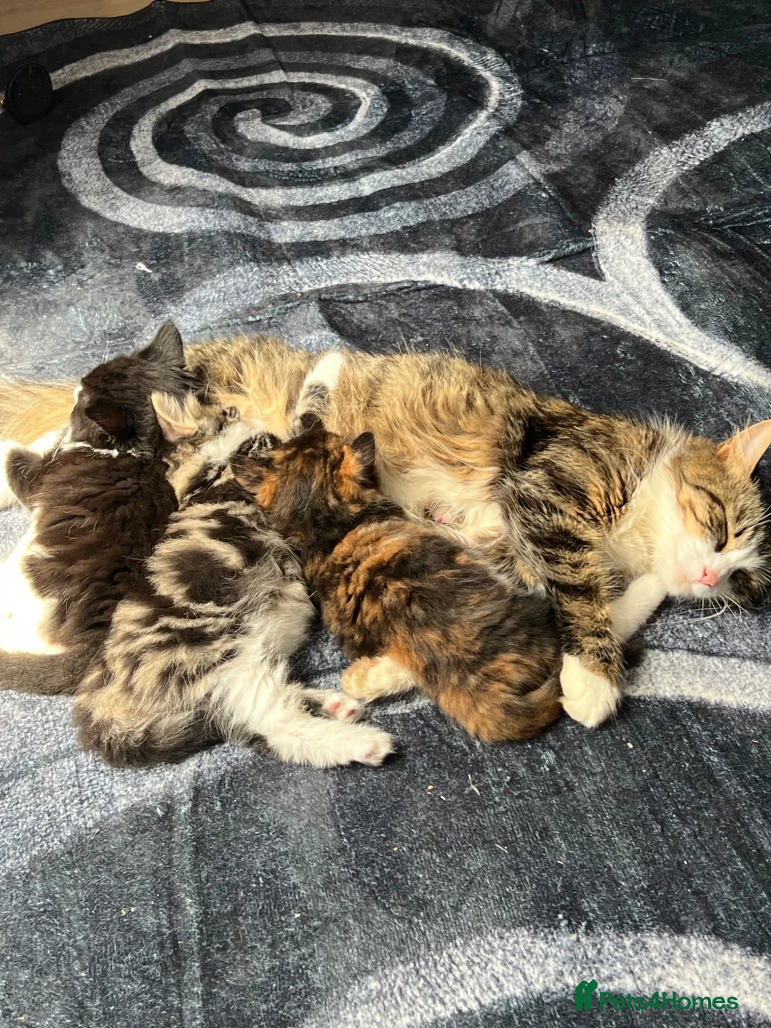 Mixed Breed cats for sale: Kitty for sale  - Advert 1