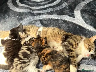 Mixed Breed cats Kitty for sale - Advert 1