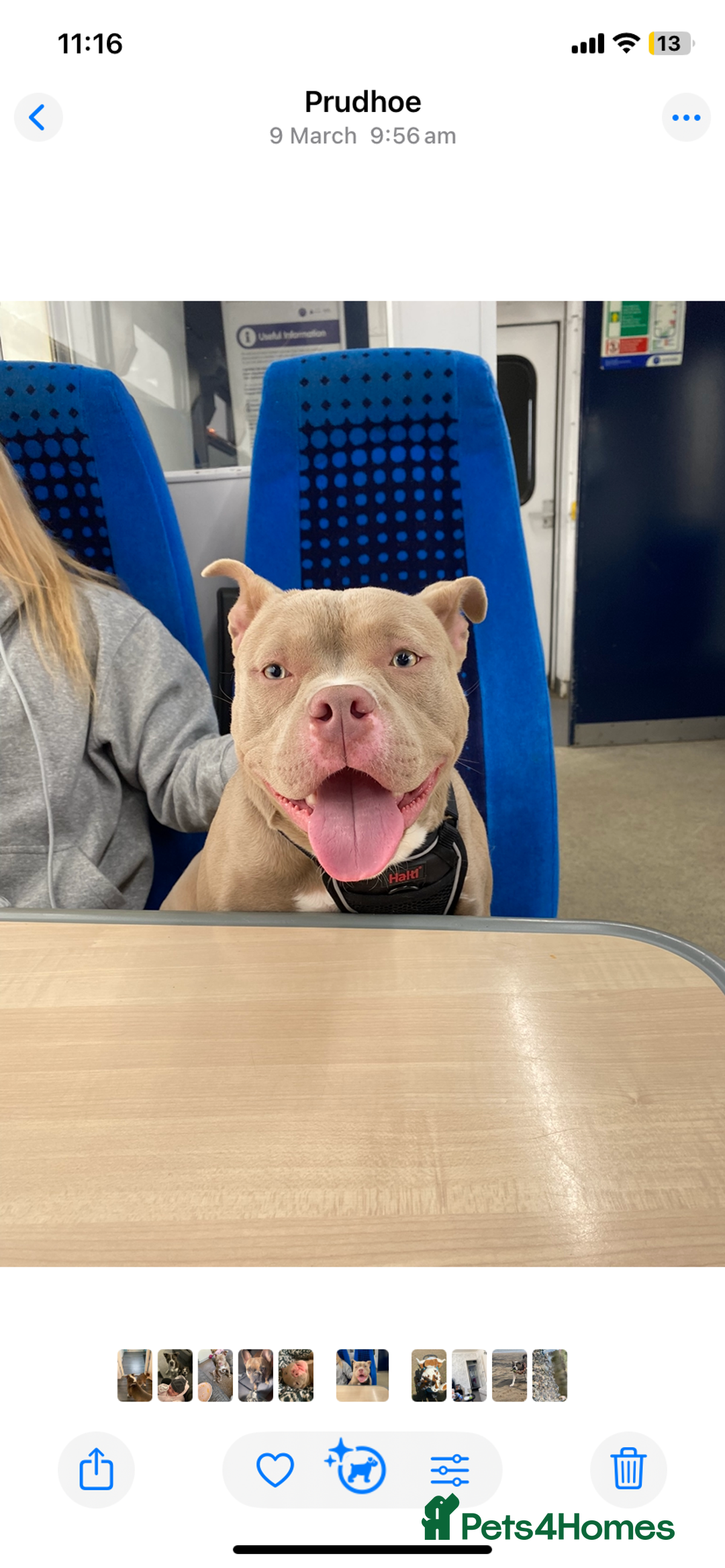 American Bully dogs for sale: Beautiful 15month old female pocket bully - Advert 4