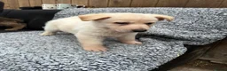 German Shepherd dogs for sale: Pure bred German Shepherd puppies in Bradford - Advert 8