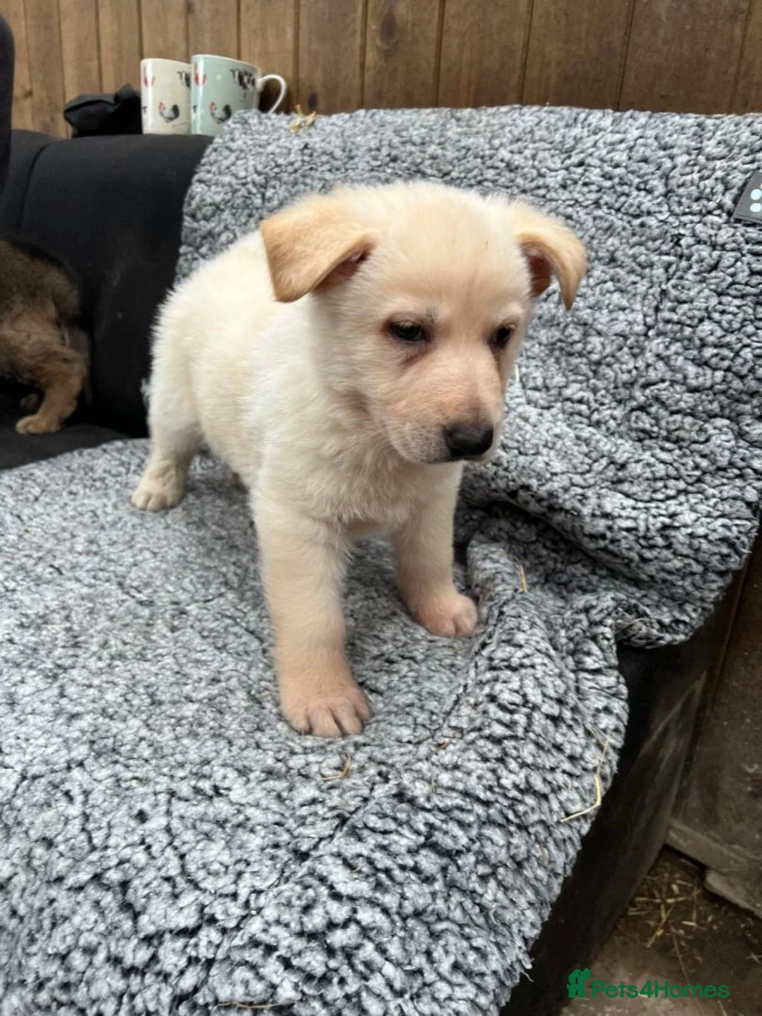 German Shepherd dogs for sale: German Shepherd Puppies *last 2 available* - Advert 9