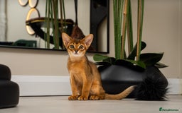 Abyssinian cats for sale:  Champions  Line Romeo-TICA reg. Abyssinian Beauty - Image 21
