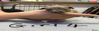 Whippet Puppy 7