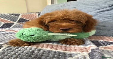 Cockapoo dogs - Advert 13