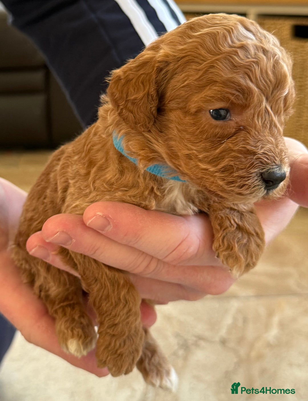 Cockapoo dogs for sale: F1 Toy cockapoo’s - Advert 8