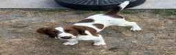 English Springer Spaniel dogs for sale: Working springer spaniels in Pewsey - Advert 13