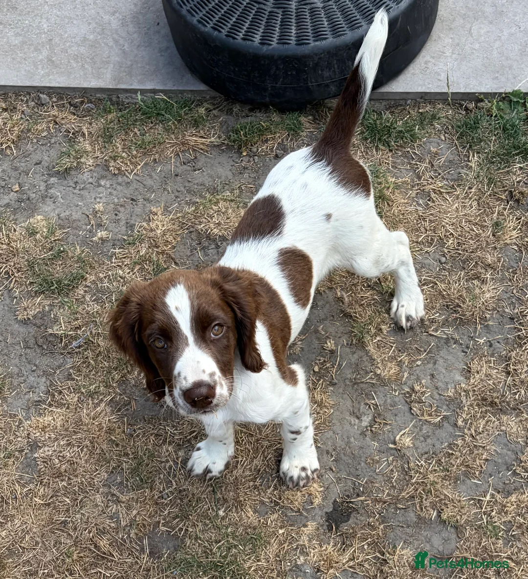 English Springer Spaniel dogs for sale: Working springer spaniels in Pewsey - Advert 13