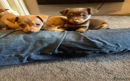 Jack Russell dogs for sale: Beautiful miniature jack russell puppies  - Image 24
