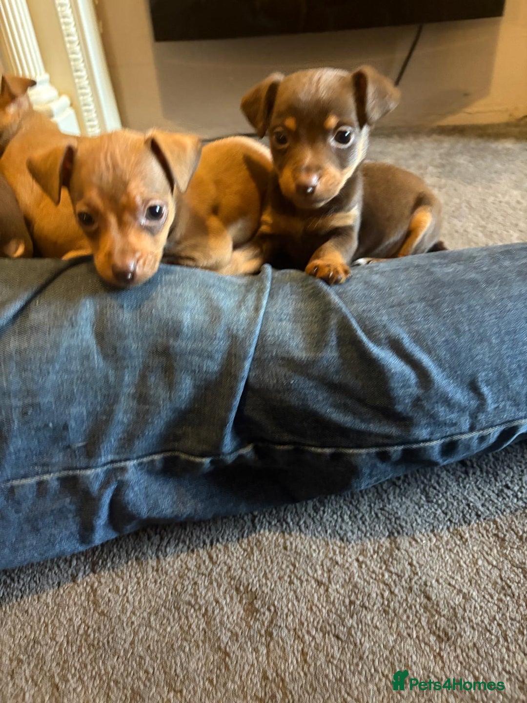 Jack Russell dogs for sale: Beautiful miniature jack russell puppies  - Image 24