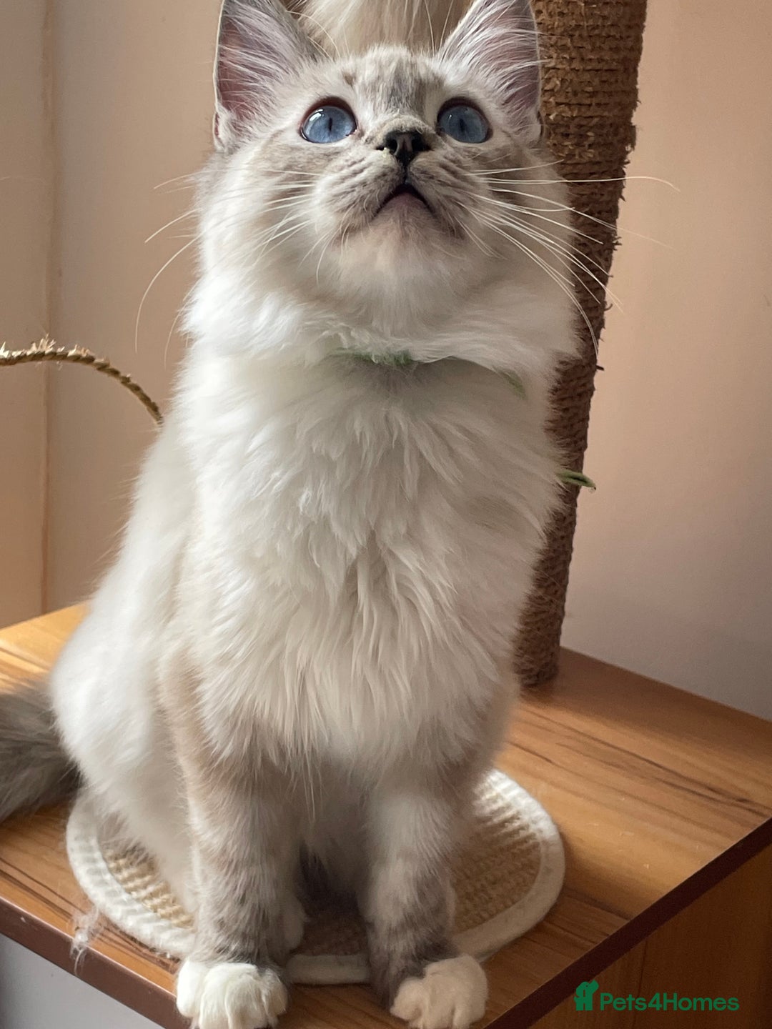 Ragdoll cats for sale: Ragdoll kittens from Moonliteyecats  - Image 29