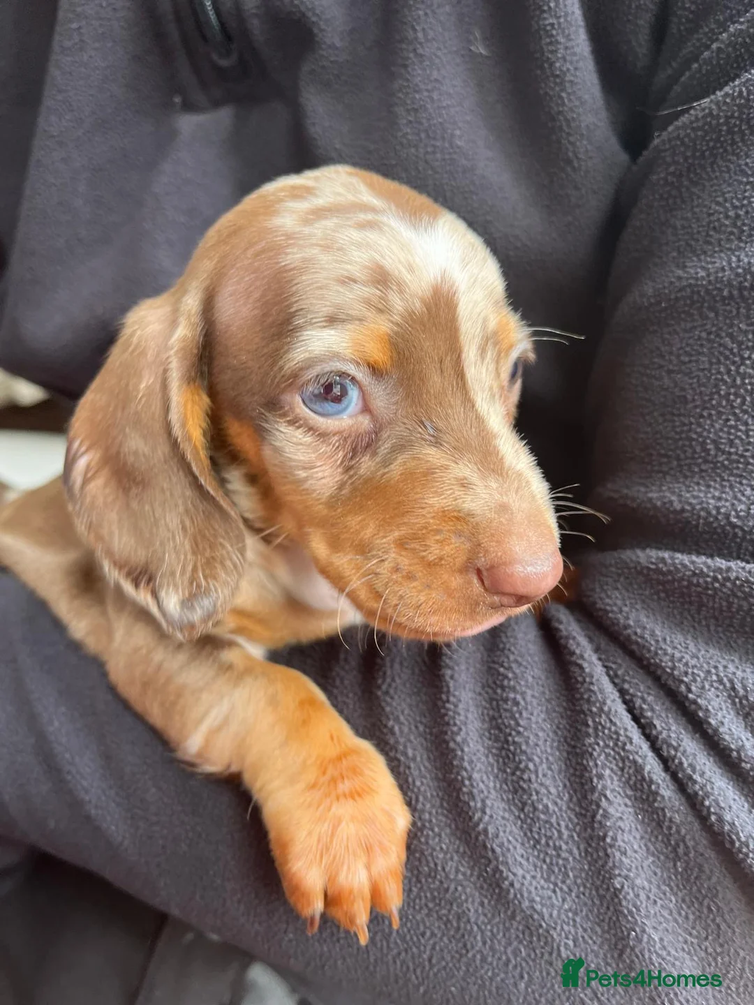 Miniature Dachshund dogs for sale: Miniature smooth haired dachshund  in Bridgend - Advert 2