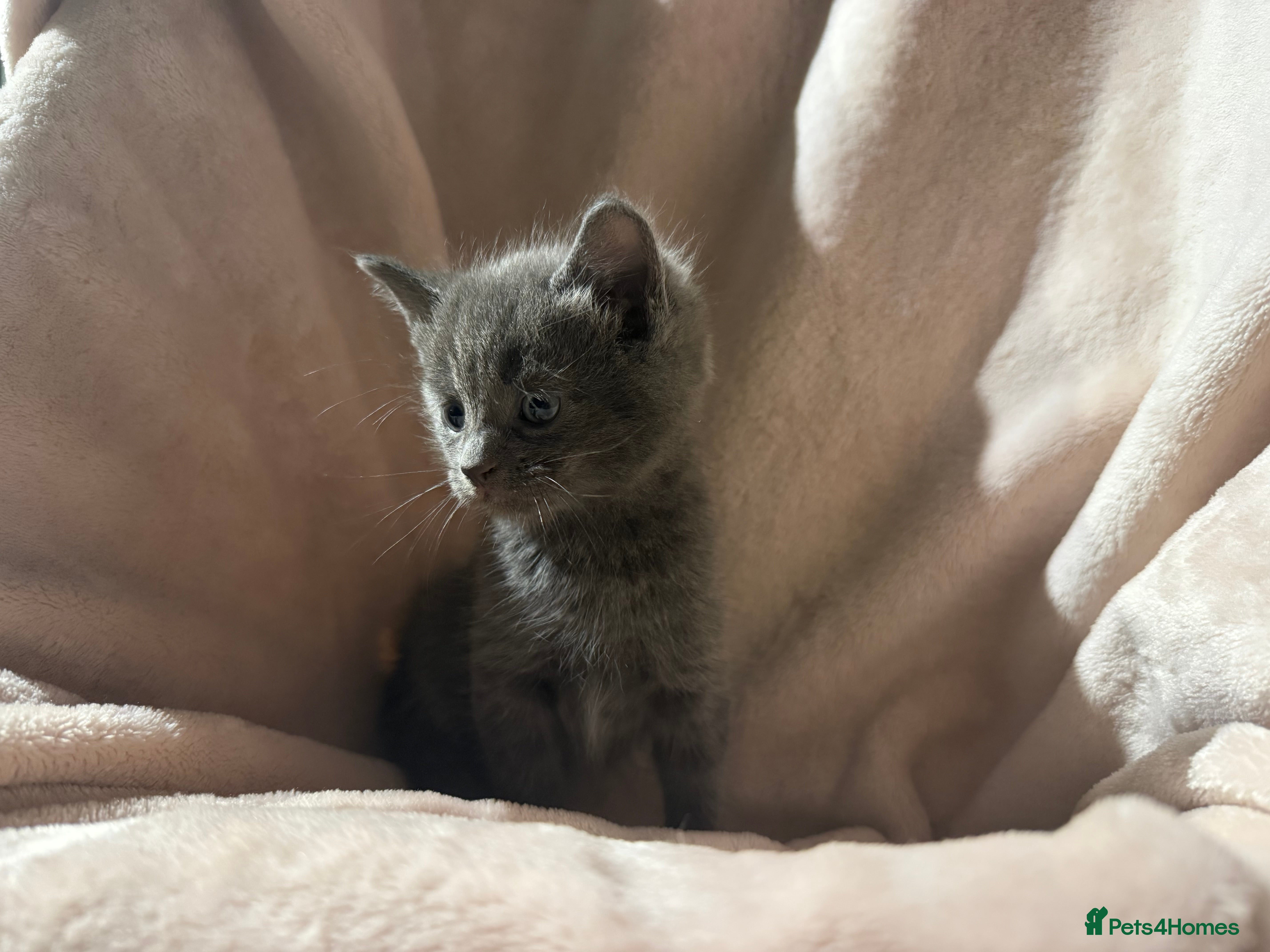 British Shorthair cats British shorthair kittens - Advert 13