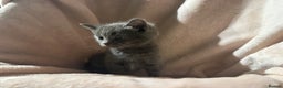 British Shorthair cats for sale: British shorthair kittens - Advert 1