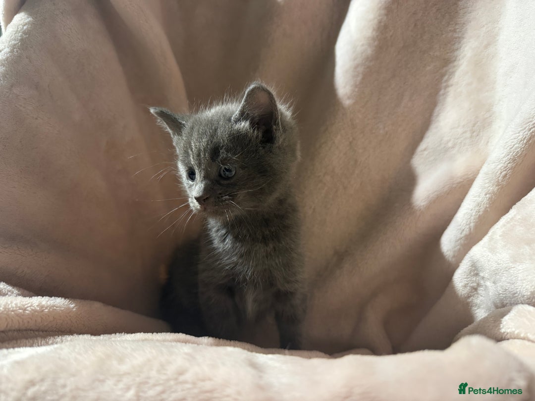 British Shorthair cats for sale: British shorthair kittens - Advert 1