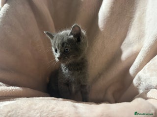 British Shorthair cats British shorthair kittens - Advert 3