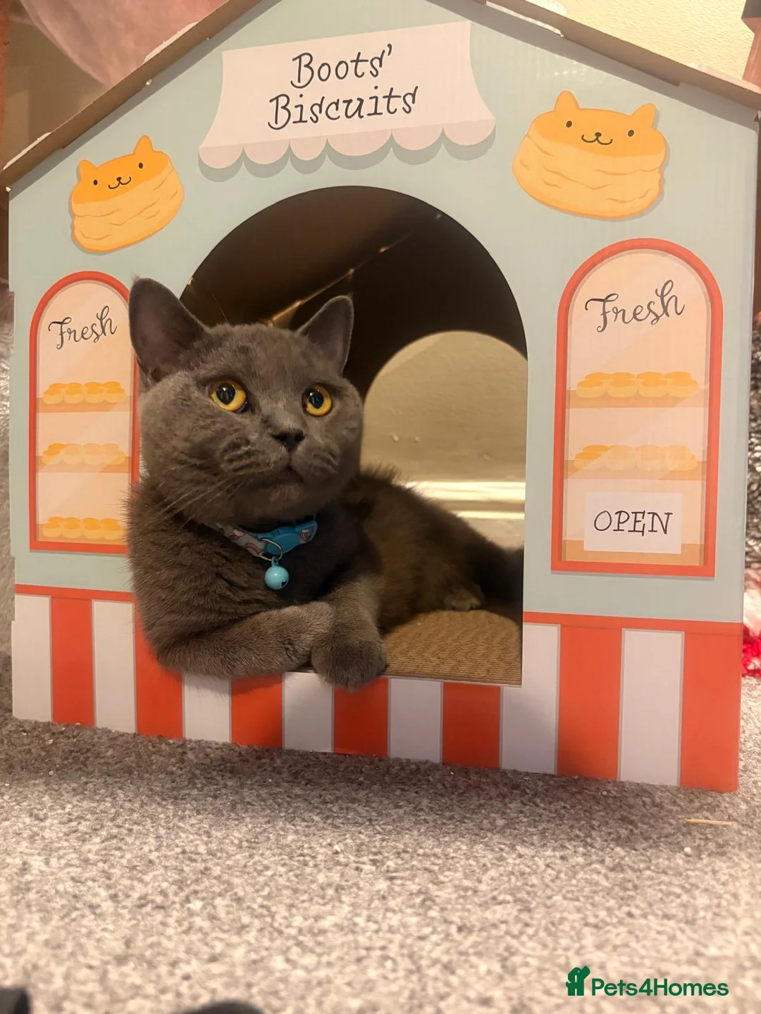 British Shorthair cats for sale: Loving home for British shorthair bby - Advert 2