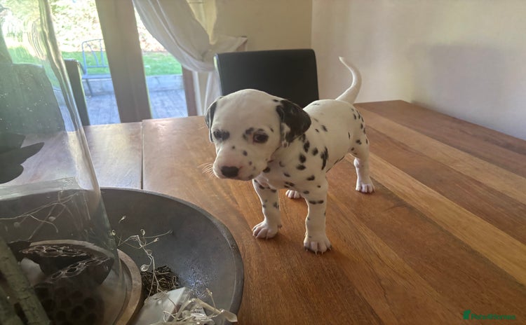 Dalmatian dogs - Advert 15