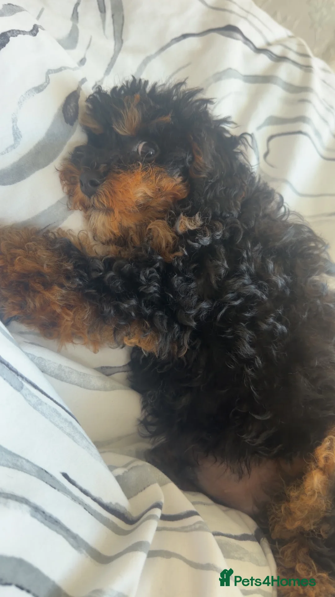 Cavapoo dogs for sale: Cavapoo puppy  - Advert 10