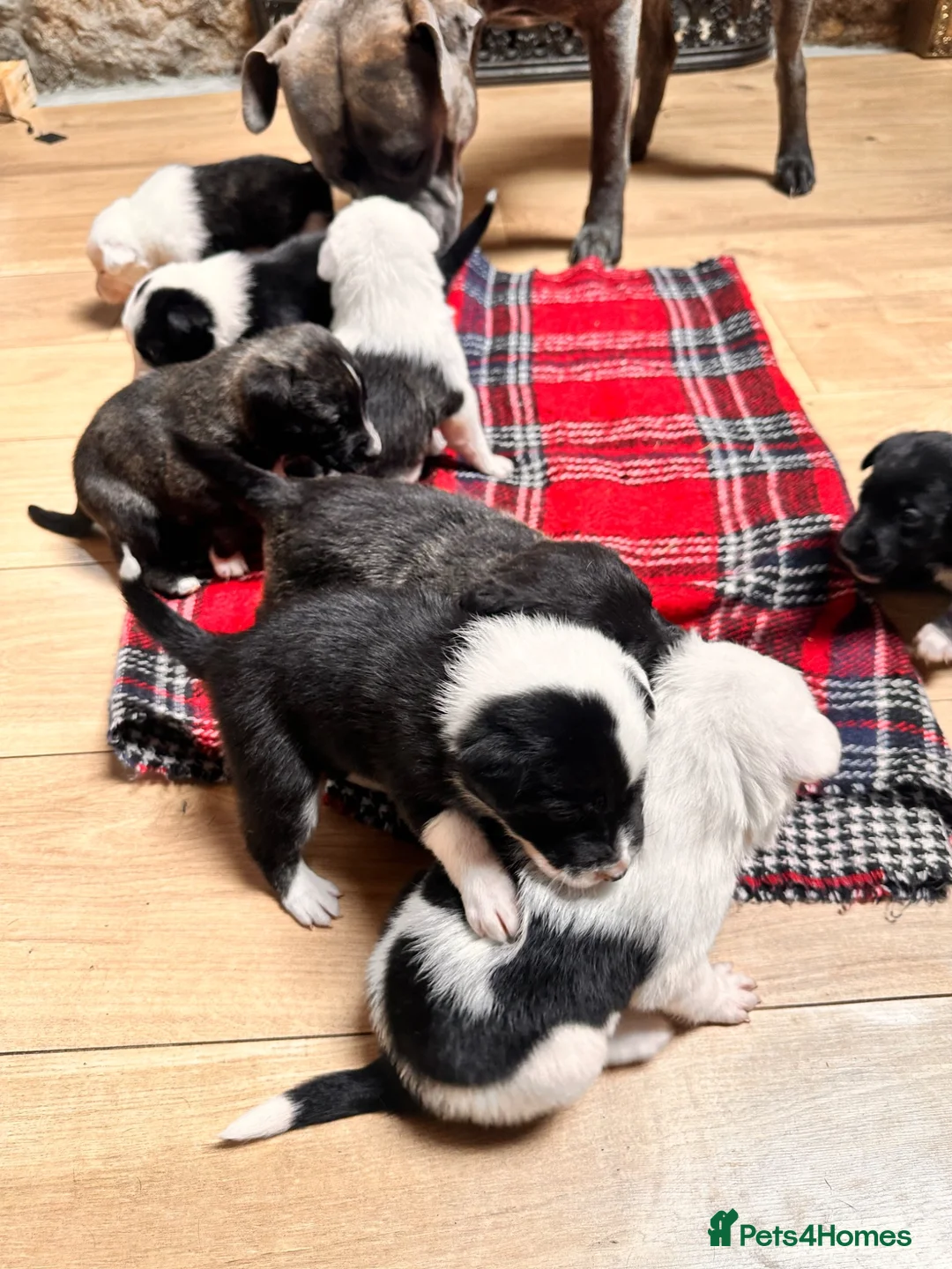 Mixed Breed dogs for sale: Collie x blue brindle American bulldog puppies in Insch - Advert 16