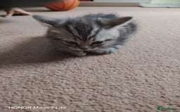 Mixed Breed cats for sale: Little kittens - Image 2