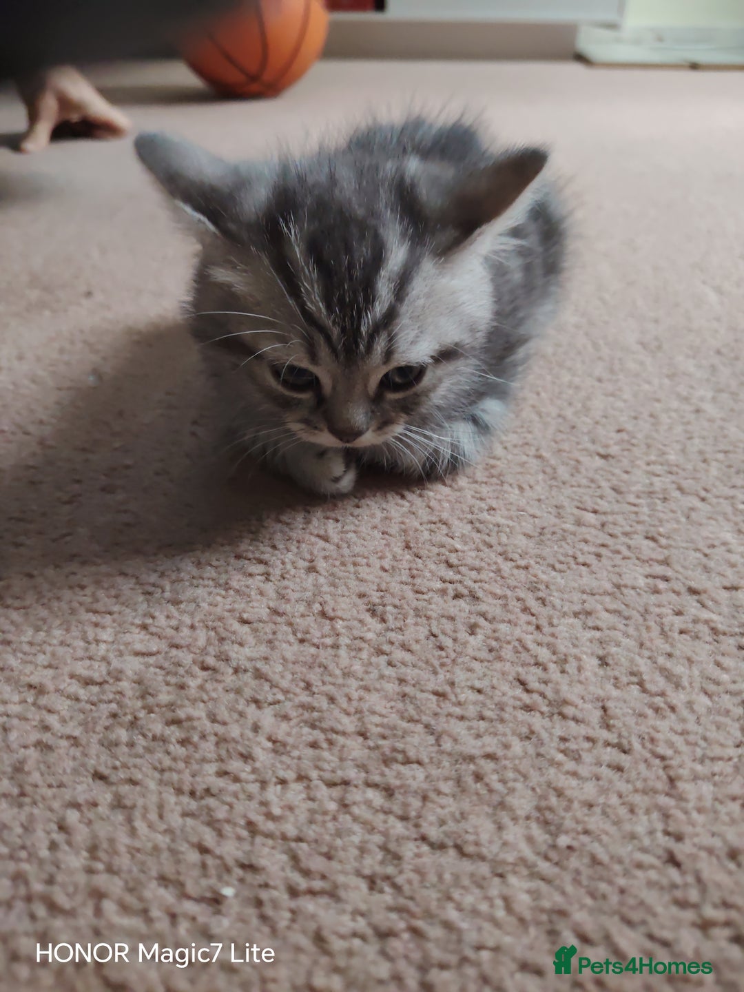 Mixed Breed cats for sale: Little kittens - Image 2