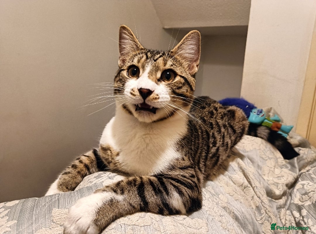 Bengal cats for sale: Bengal X Kittens High % Wild Asian Leopard Cat.  - Image 12