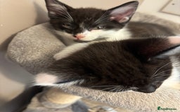 Maine Coon cats for sale: Half Maine coon - Image 6