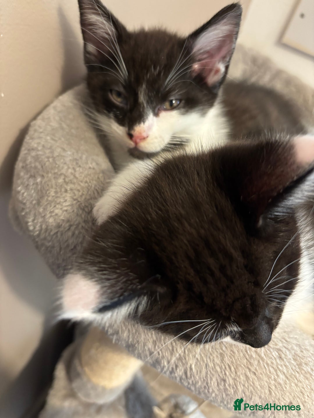 Maine Coon cats for sale: Half Maine coon - Image 6