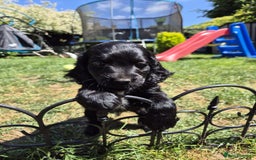 Cockapoo dogs for sale: 2 left! Will you be my forever home? F2 cockapoos  - Image 17
