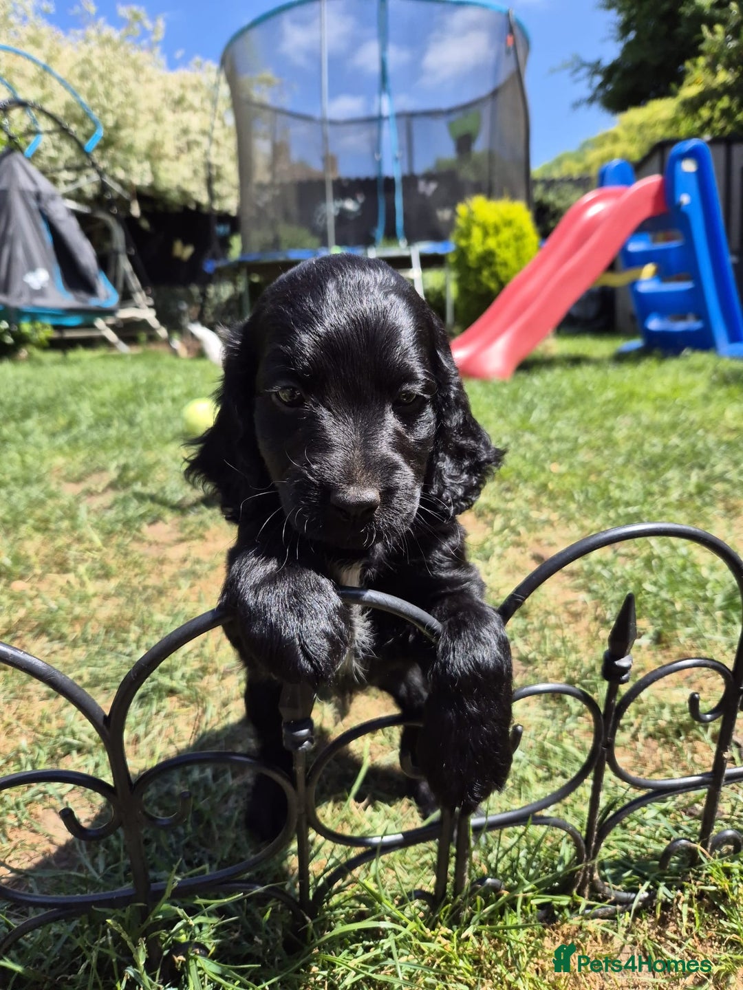Cockapoo dogs for sale: 2 left! Will you be my forever home? F2 cockapoos  - Image 17
