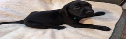 Labrador Retriever dogs for sale: Fully Health Tested Outstanding KC Reg Puppies - Advert 7